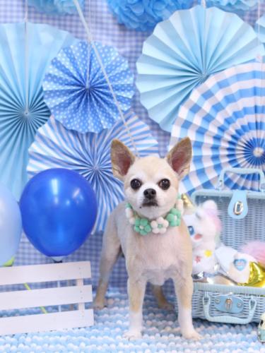 20231103チップくん